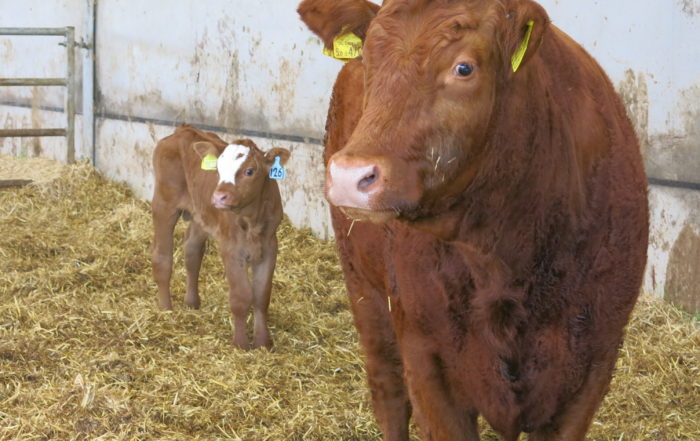 5 Reasons to Install a Calving Foaling or Lambing Camera